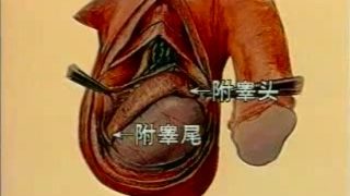 Chinese Sex Education Video: Male Genitalia 2